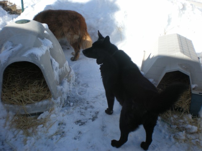 A Snow Day, and Chai Scones - Our Dogs Love the Snow