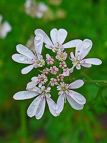 Vegetable Biryani and Roasted Spiced Potatoes - Coriander Flowers