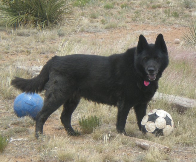 Dowd and Rogers Gluten Free Dark Vanilla Cake - Sierra