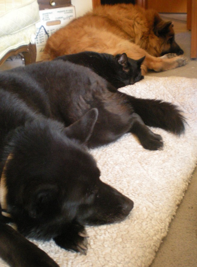 Sierra - Sierra, Hu and Simba, Best Friends, copyright 2010, gfcelebration.com, All rights reserved