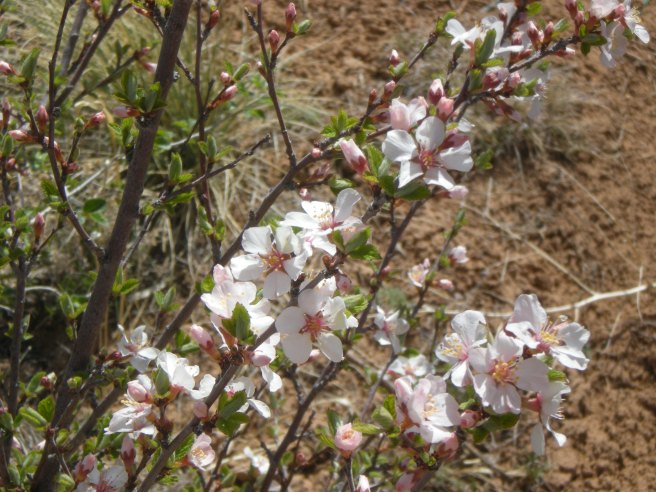 Welcoming Spring with a Delicious Mango Smoothie, copyright 2010, gfcelebration.com, All rights reserved Welcoming Spring With a Delicious Mango Smoothie - Plum Blossoms