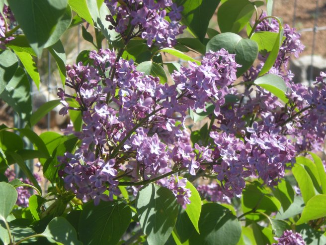 Welcoming Spring with a Delicious Mango Smoothie, copyright 2010, gfcelebration.com, All rights reserved Welcoming Spring with a Delicious Mango Smoothie - Lilacs