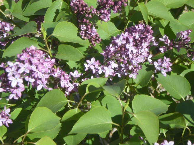 Welcoming Spring with a Delicious Mango Smoothie, copyright 2010, gfcelebration.com, All rights reserved Welcoming Spring with a Delicious Mango Smoothie - Lilacs