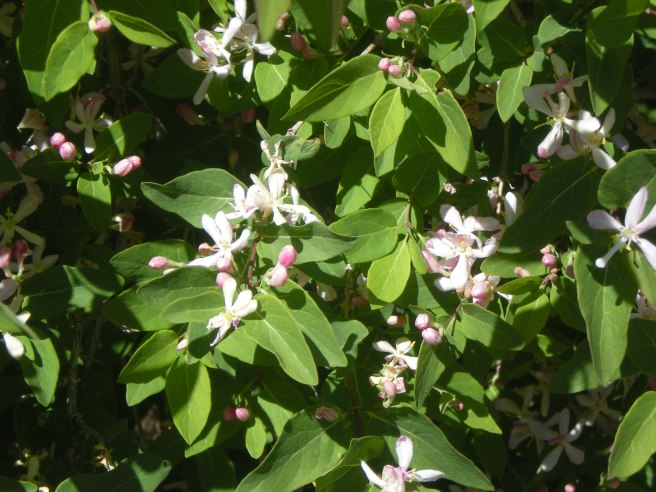 Welcoming Spring with a Delicious Mango Smoothie, copyright 2010, gfcelebration.com, All rights reserved Welcoming Spring with a Delicious Mango Smoothie - Eastern Honeysuckle