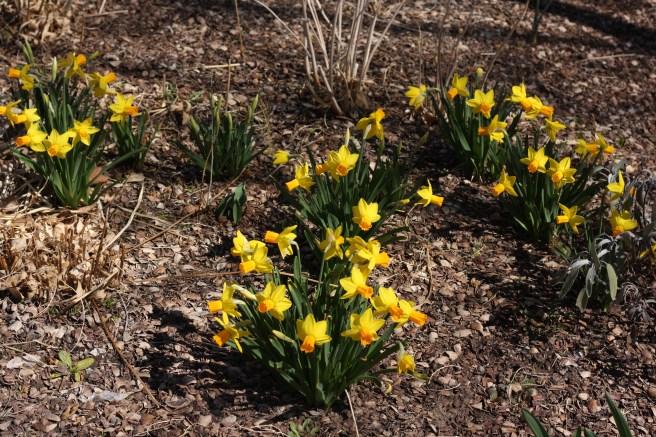 Welcoming Spring with a Delicious Mango Smoothie, copyright 2012, gfcelebration.com, All rights reserved Welcoming Spring with a Delicious Mango Smoothie - Daffodils