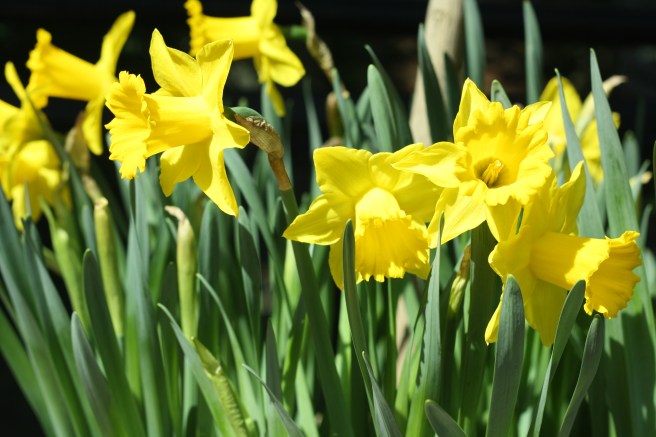 Welcoming Spring with a Delicious Mango Smoothie - Daffodils