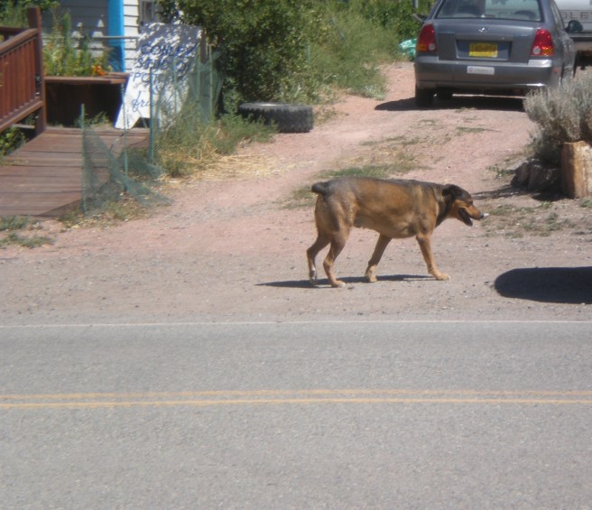 Madrid, NM: A Ghost Town Reborn - Typical friendly Resident Madrid Dog