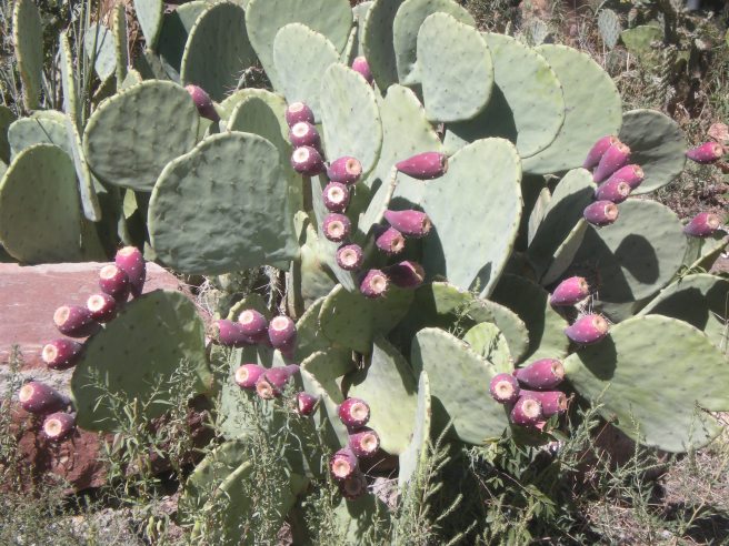 Madrid, NM: A Ghost Town Reborn - Prickly Pear Cactus