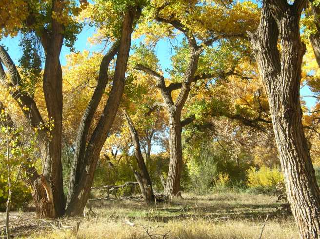 Autumn Pumpkin Stew with Caramelized Onions - Cottonwood Trees Along the Rio Grande River