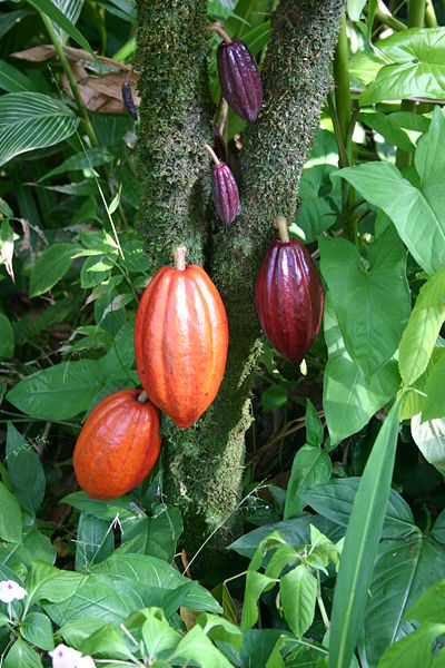 A Celebration of Chocolate - Cacao Pods