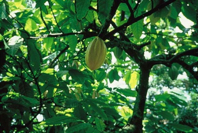 A Celebration of Chocolate - Cacao Tree with pods