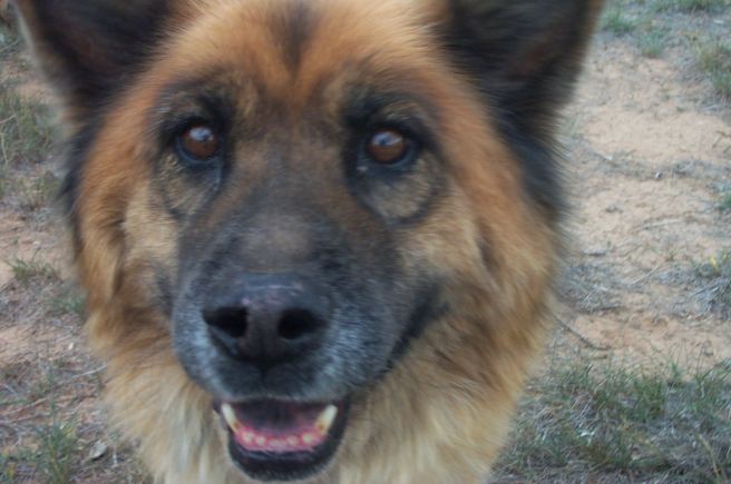 Remembering Simba: A special dog - Our beloved Simba