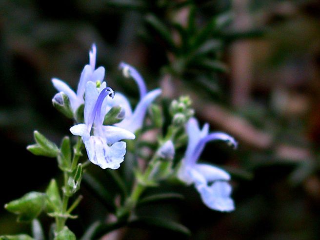 Rosemary Shortbread - Rosemary Blossoms