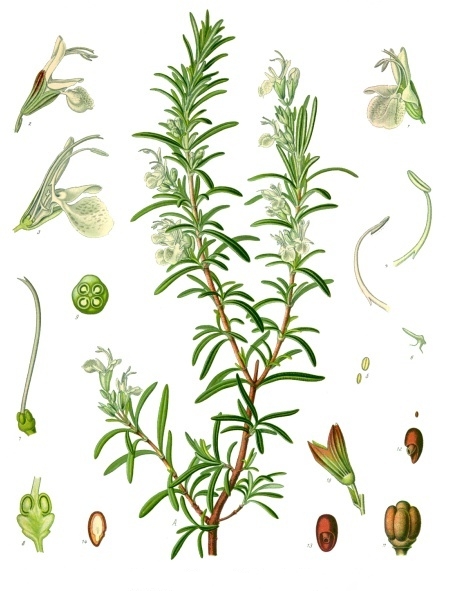Rosemary Shortbread - Rosemary Plant, Seeds, Blossoms