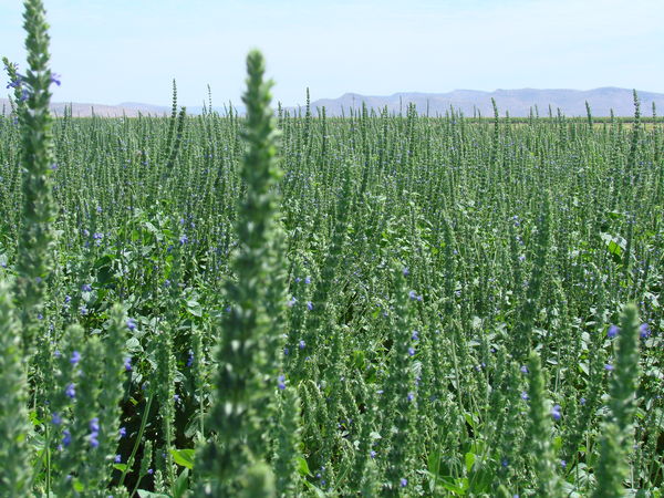 r293679_1259436byMattBrann Coconut Milk with Chia Seeds