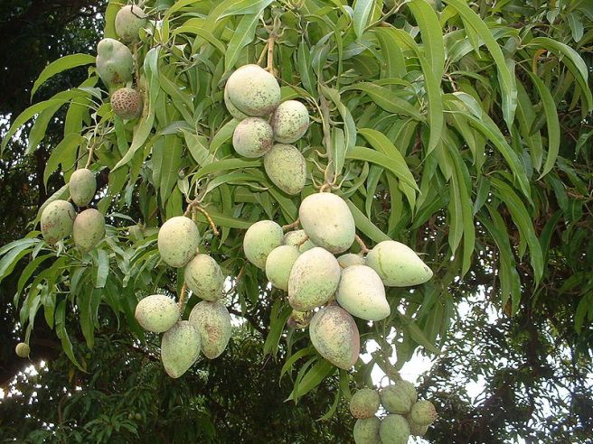 Mystery Plant - Mangoes