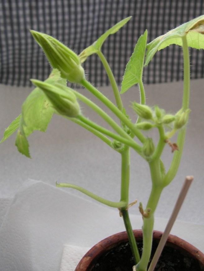 Mystery Plant - Mango Seedling