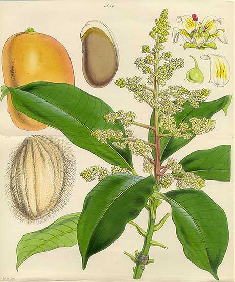 Mystery Plant - The Botanical Magazine - Mango