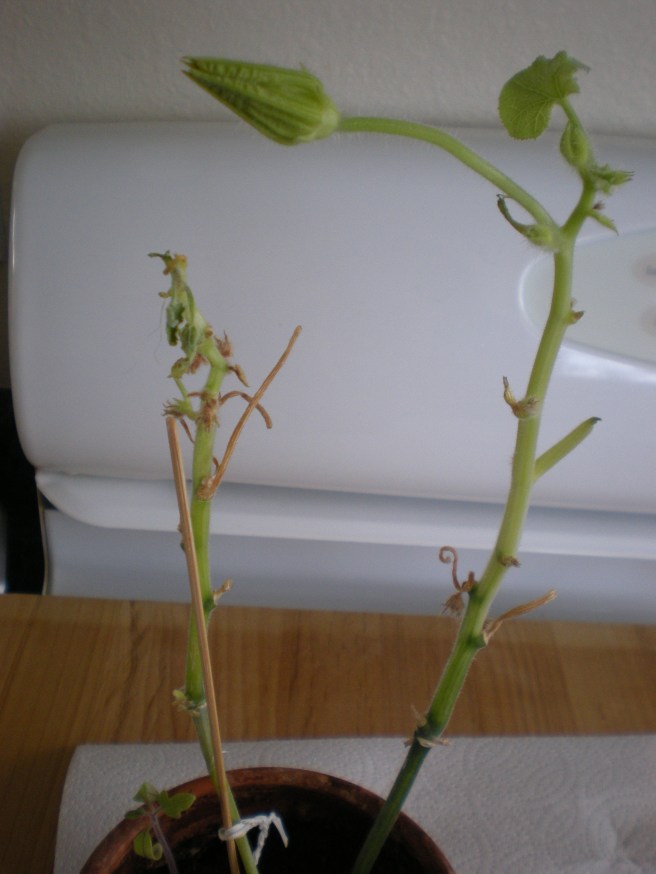 Mystery Plant; The Story Continues - Mango Seedling?