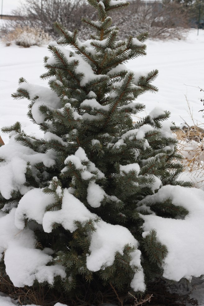 Pueblo Gingerbread House, - Snow-covered tree in the garden