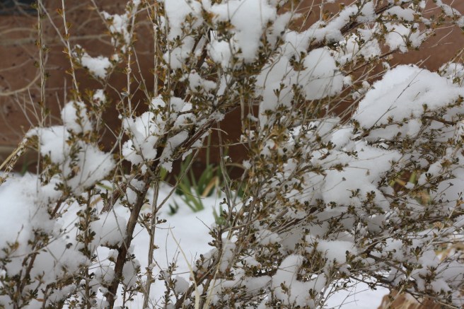 Pueblo Gingerbread House - Wintery scene in the garden