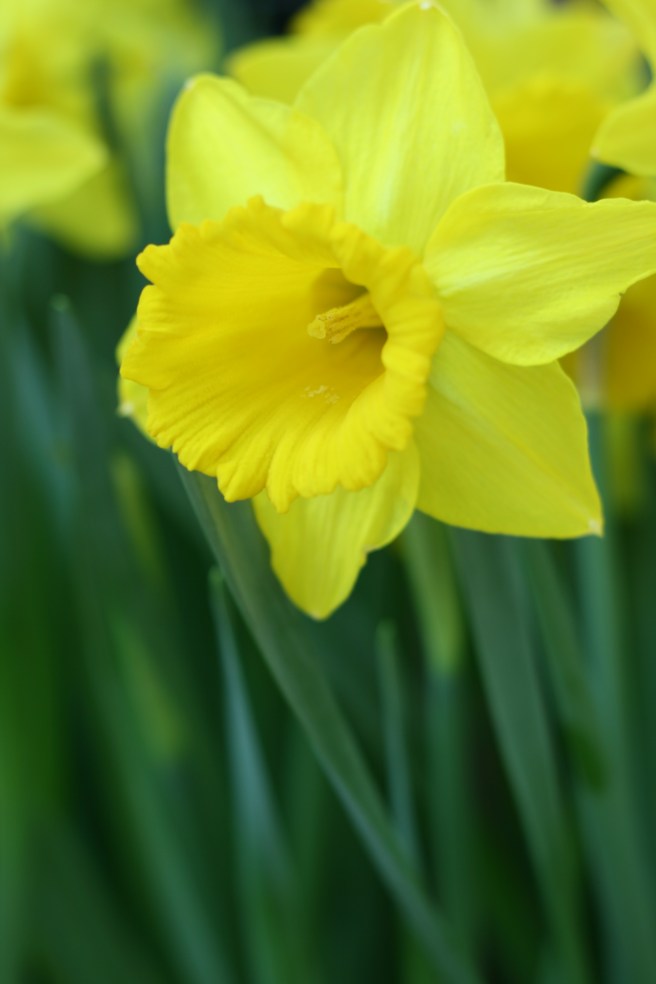 Spring is in the Air - Daffodils