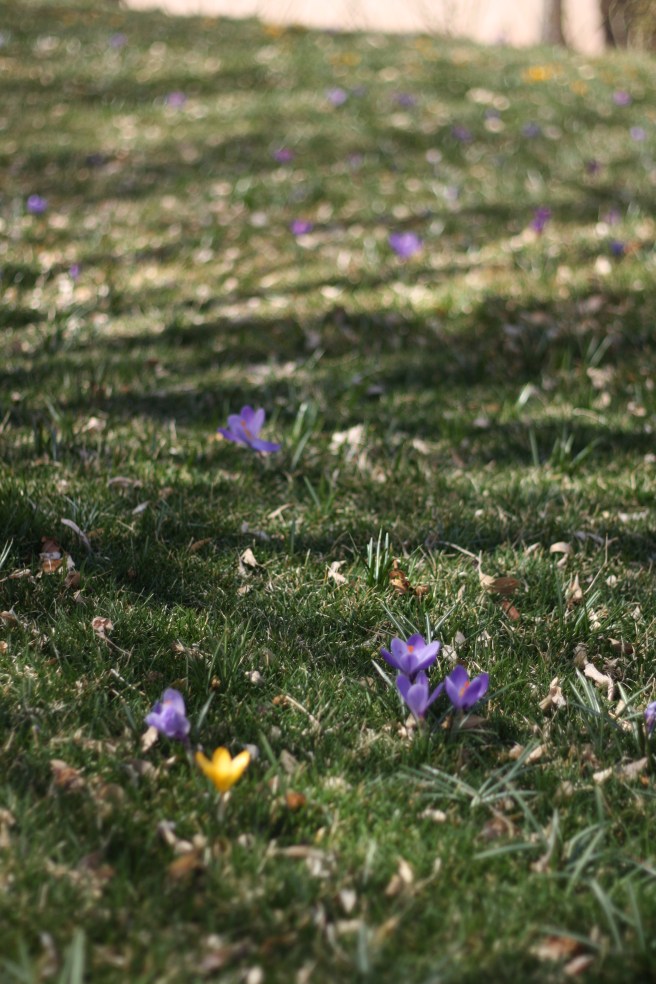 Spring is in the Air - Meadow with Crocus