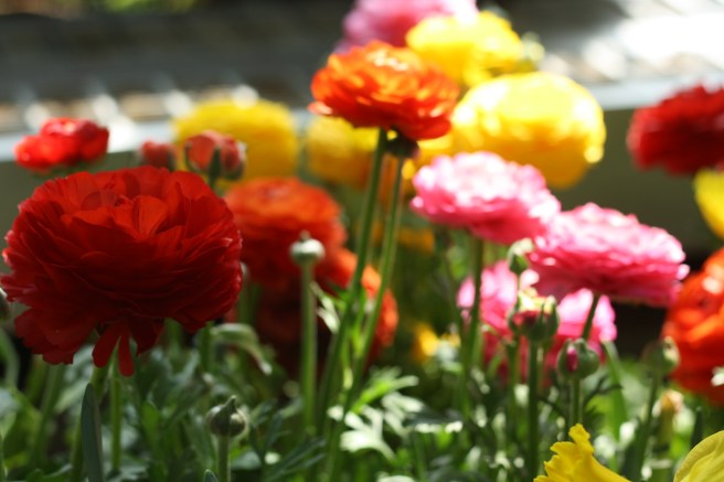 Spring is in the Air - Ranunculus