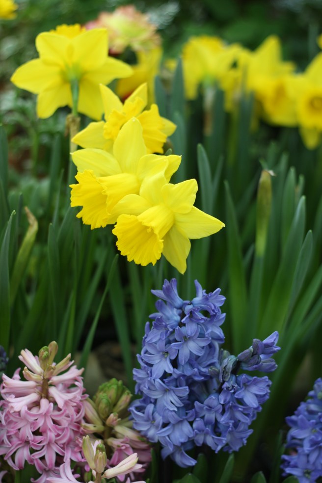 Spring is in the Air - Daffodils and Hyacinths