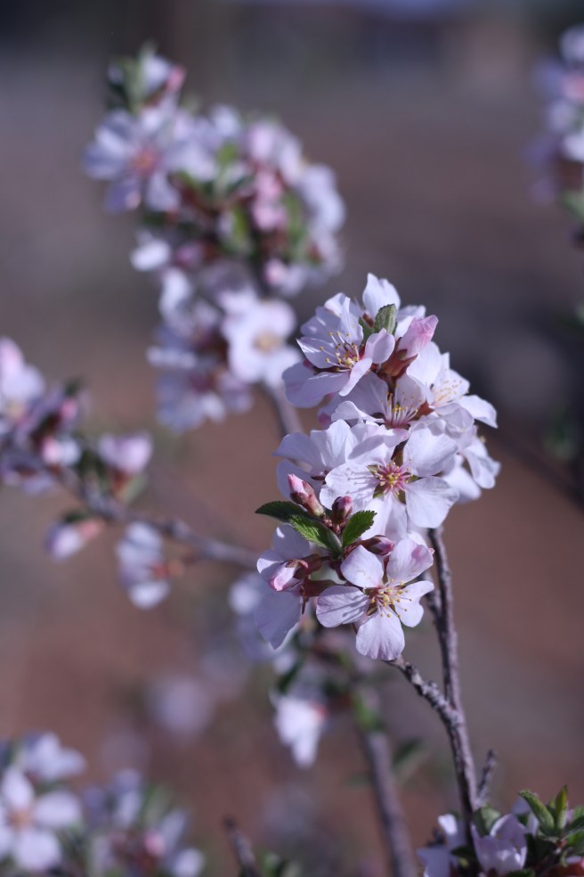 Spring is in the Air - Plum Blossoms