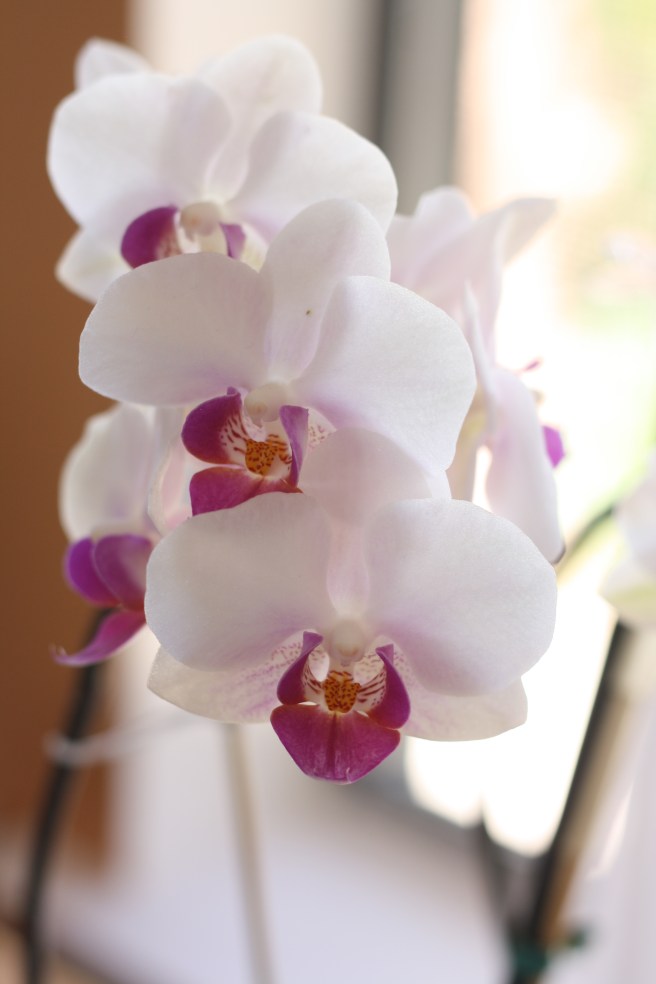 Ginger Bok Choy with Steamed Chicken Salad with Sesame Sauce, copyright 2012, gfcelebration.com, All rights reserved Ginger Bok Choy with Steamed Chicken Salad with Sesame Sauce - Orchid