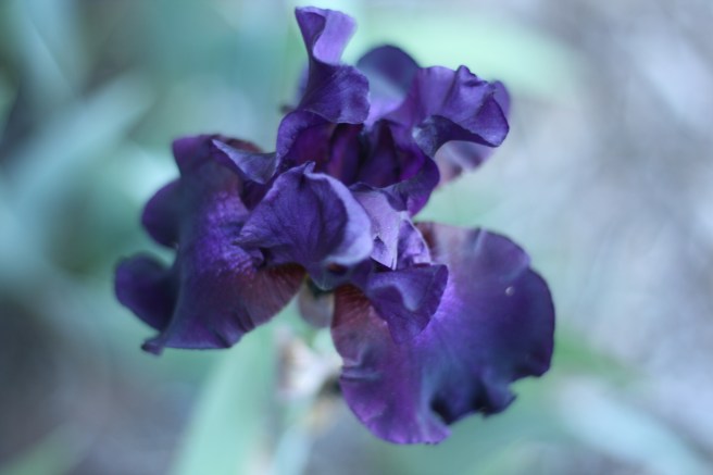 Happy Mother's Day - Fragrant Purple Iris
