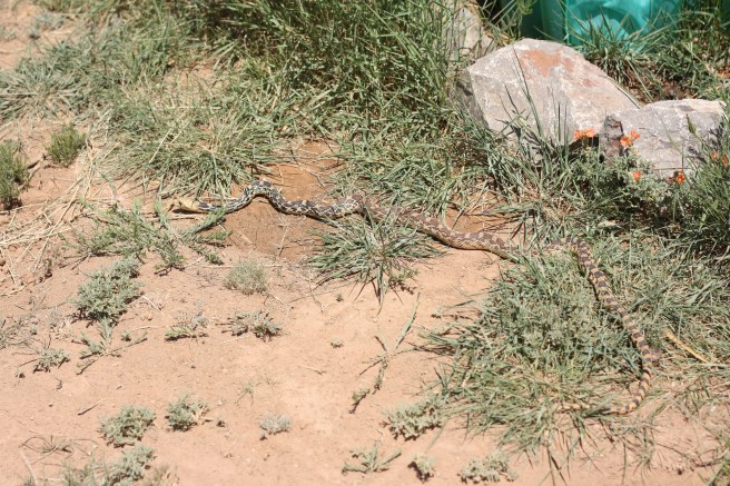 A Visitor in Our Garden, copyright 2012, gfcelebration.com, All rights reserved A Visitor in our Garden - Snake