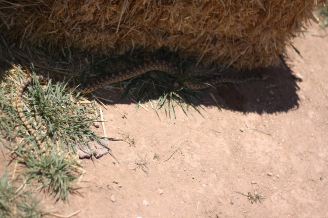 A Visitor in Our Garden, copyright 2012, gfcelebration.com, All rights reserved A Visitor in our Garden - Snake