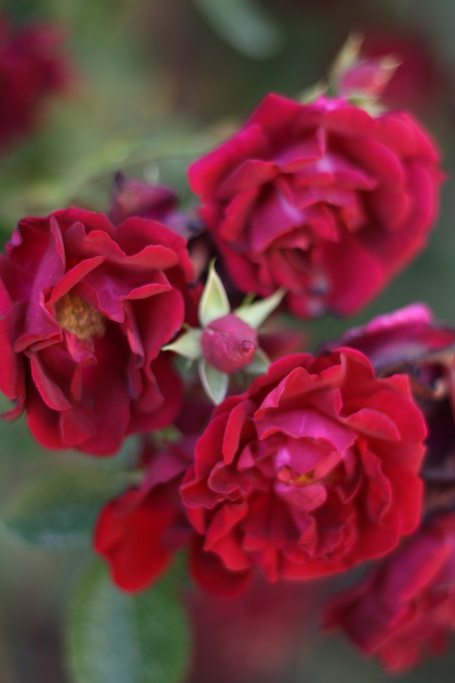 New Mexico in Bloom - Red Climbing Roses