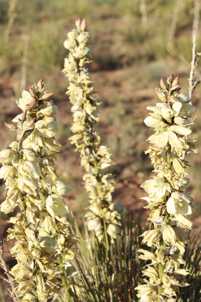 New Mexico in Bloom - Yucca Blossoms