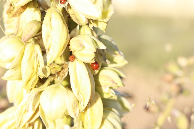 New Mexico in Bloom - Yucca Blossoms with Ladybugs